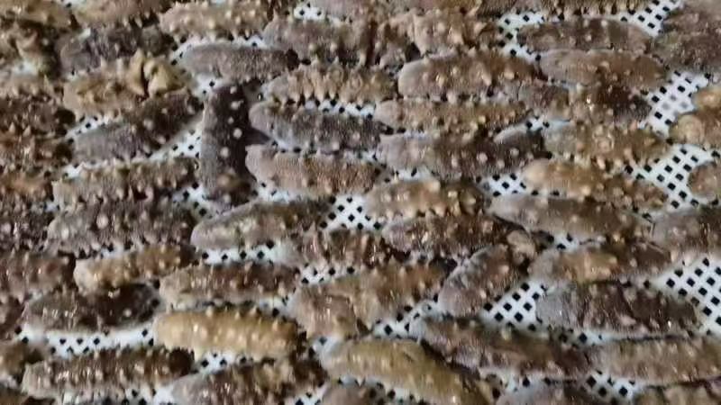 大连即食海参