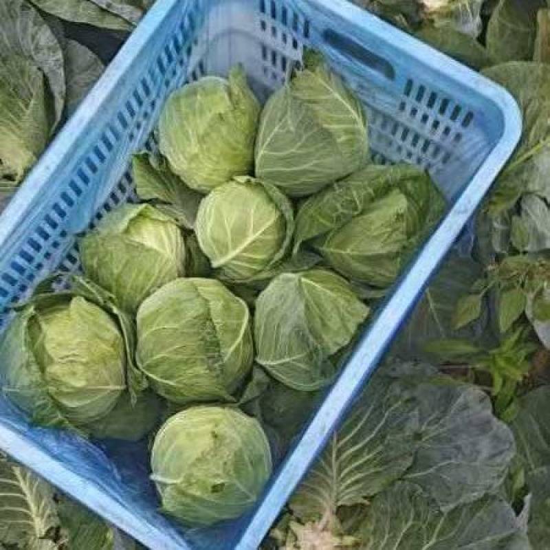 大量甘蓝上市，每斤0.3元