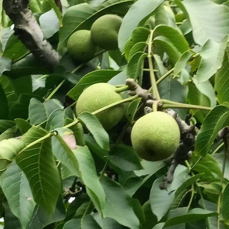 青皮核桃