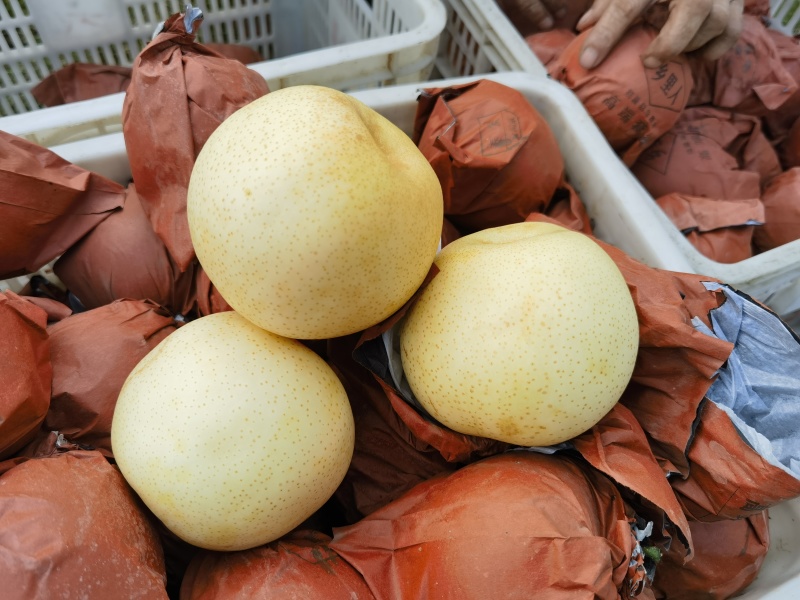 黄金梨