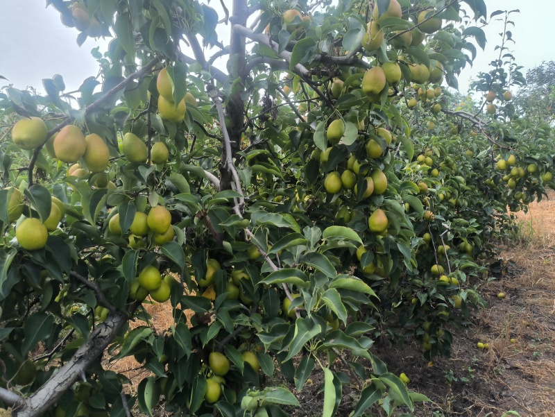 陕西纸袋皇冠梨大量现货，个头大水分足，口感甜，大量现货