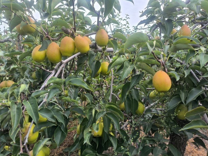 陕西纸袋皇冠梨大量现货，个头大水分足，口感甜，大量现货
