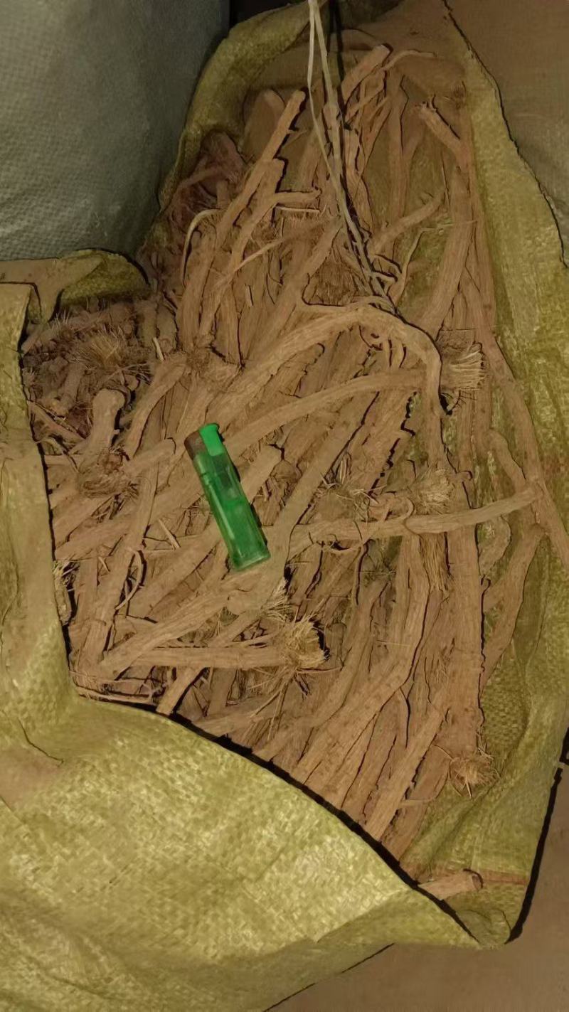 出售防风个子
