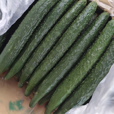 精品黄瓜