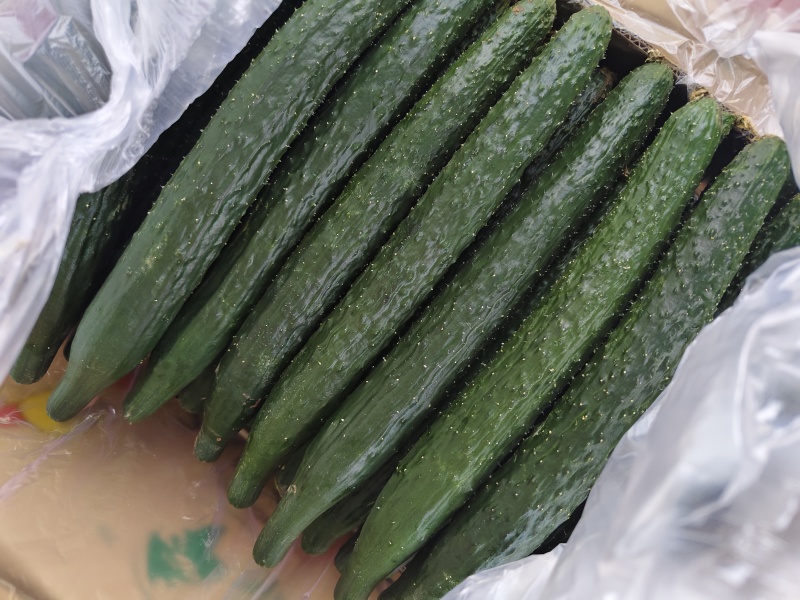 精品黄瓜
