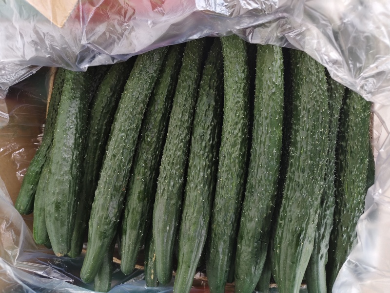 精品黄瓜
