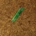 出售防风个子