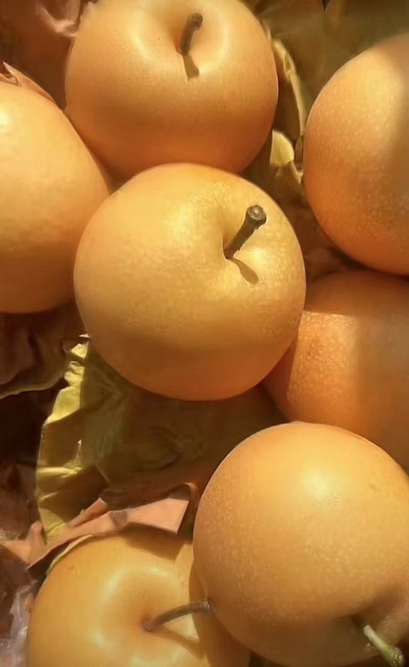 山东秋月梨🍐上市，产地直销，大量出货，恭迎前来采购