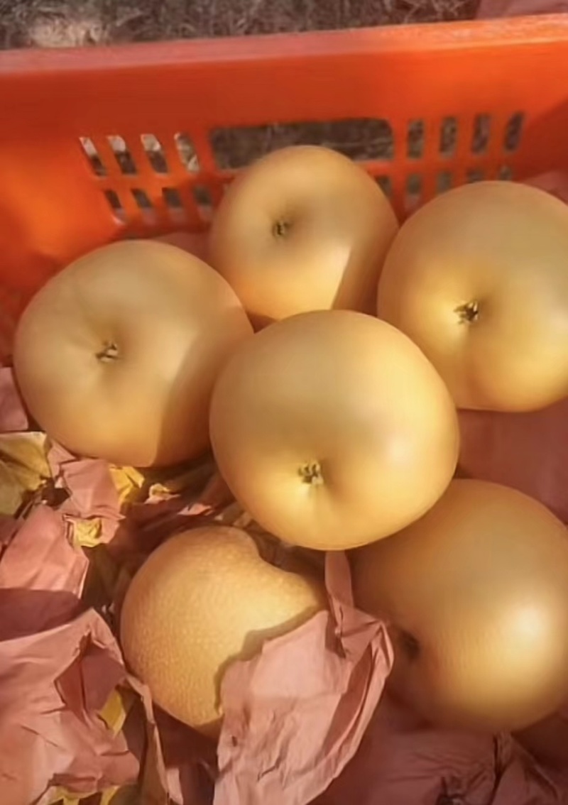 山东秋月梨🍐上市，产地直销，大量出货，恭迎前来采购