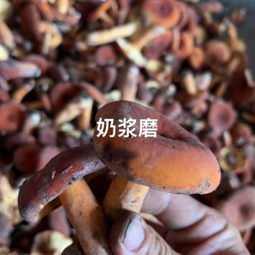奶浆菌鲜货