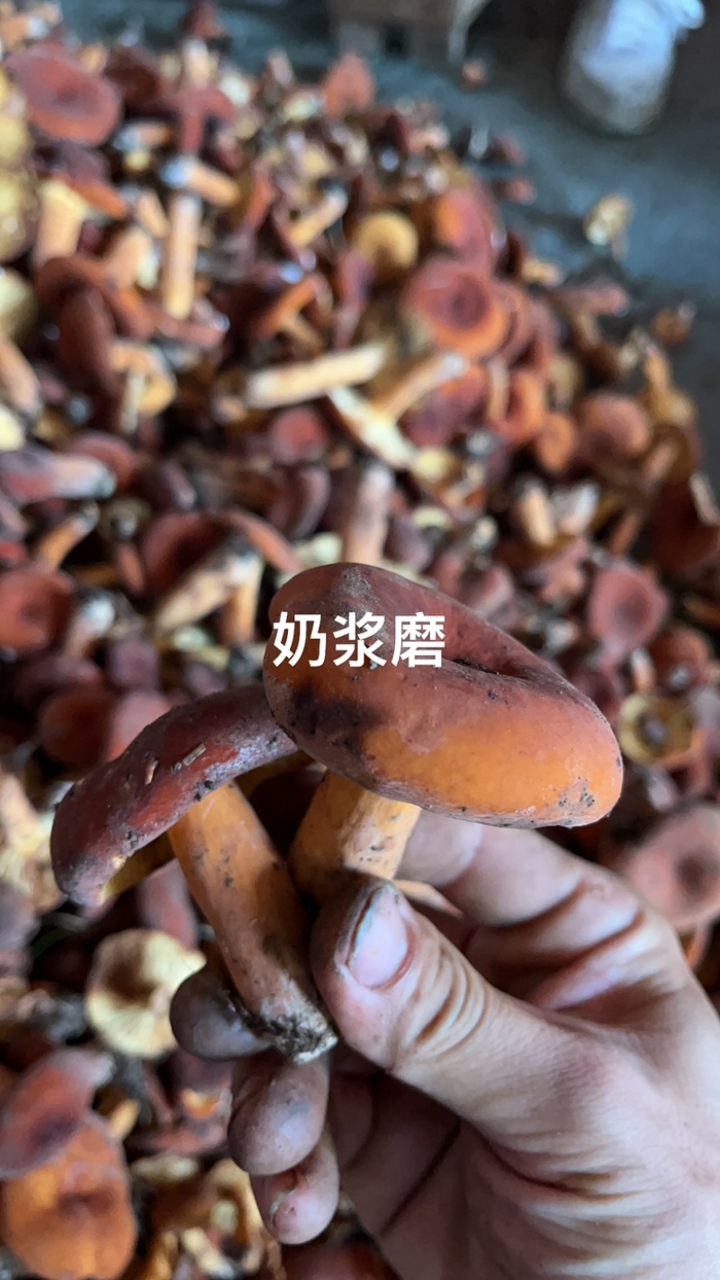 奶浆菌鲜货