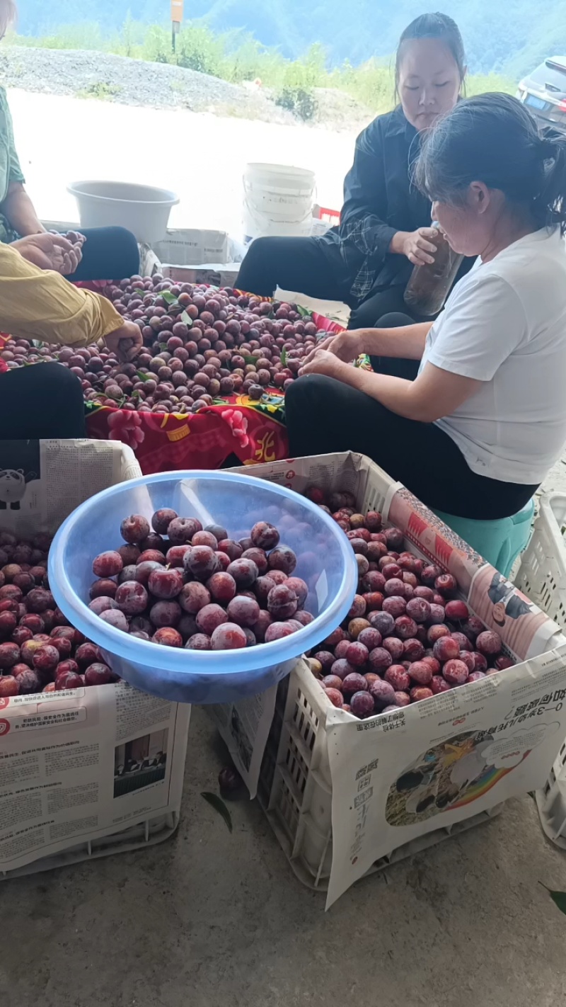 重庆奉节小脆红李大量上市了，口后特别的好，一手货原