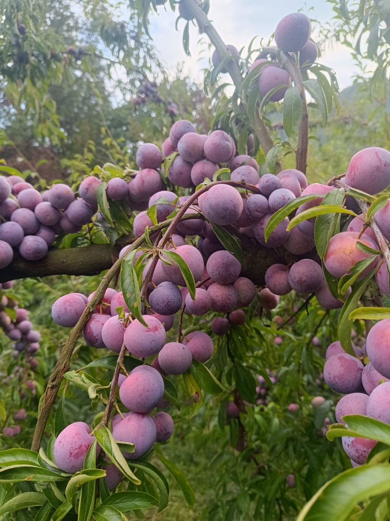 重庆奉节小脆红李大量上市了，口后特别的好，一手货原