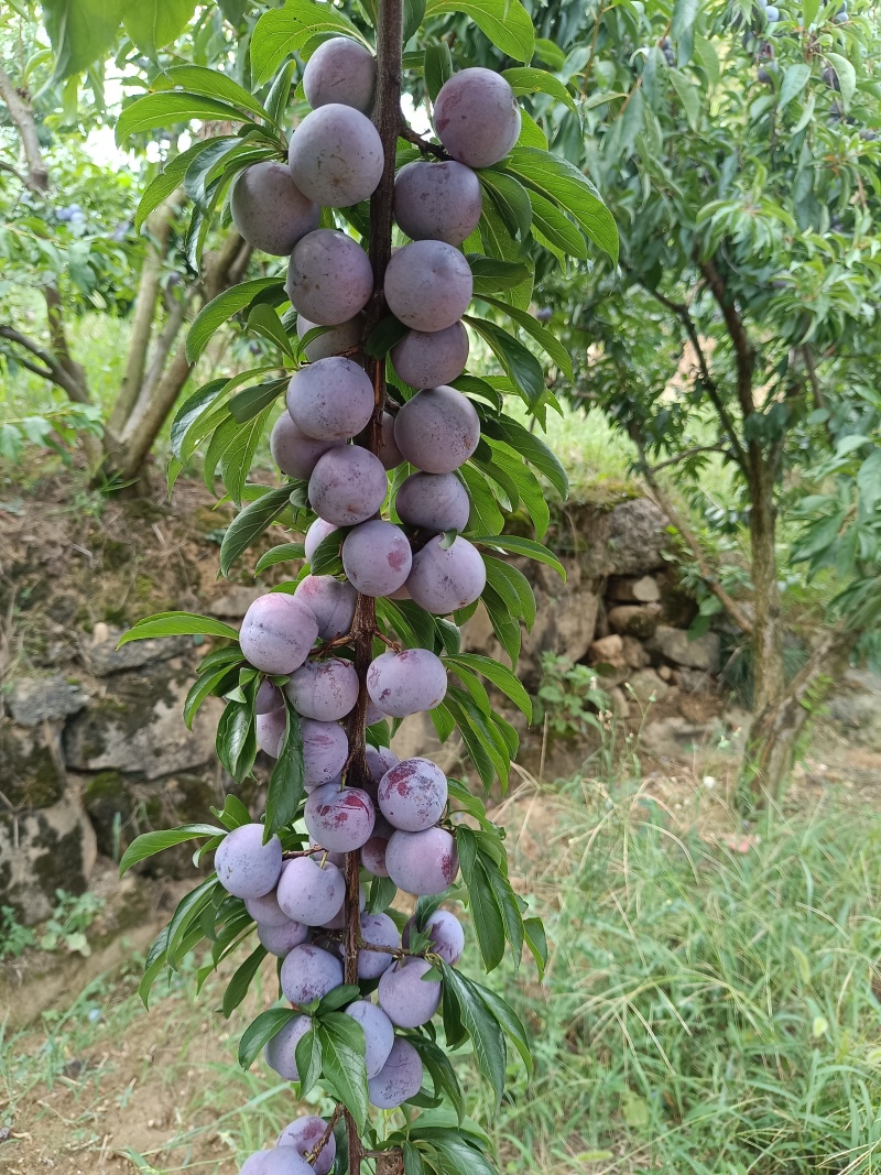 重庆奉节小脆红李大量上市了，口后特别的好，一手货原