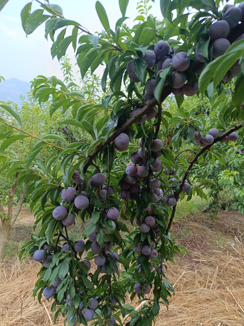 重庆奉节小脆红李大量上市了，口后特别的好，一手货原