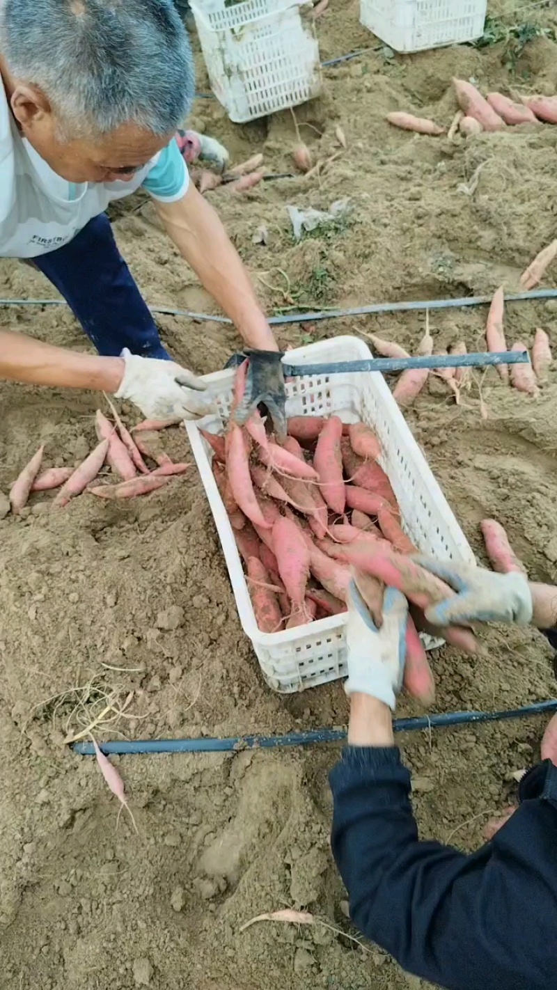 精品西瓜红蜜薯
