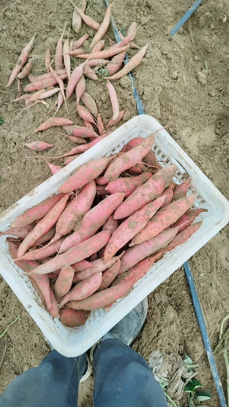 精品西瓜红蜜薯