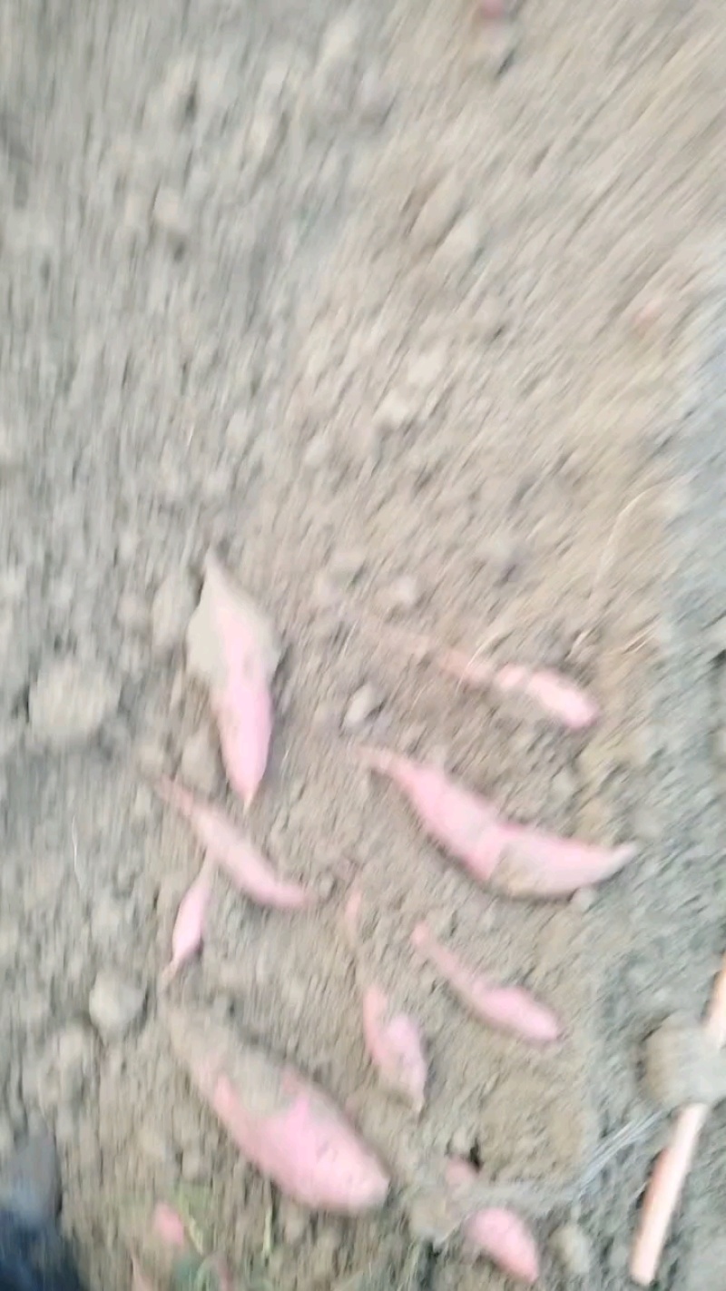 精品西瓜红蜜薯
