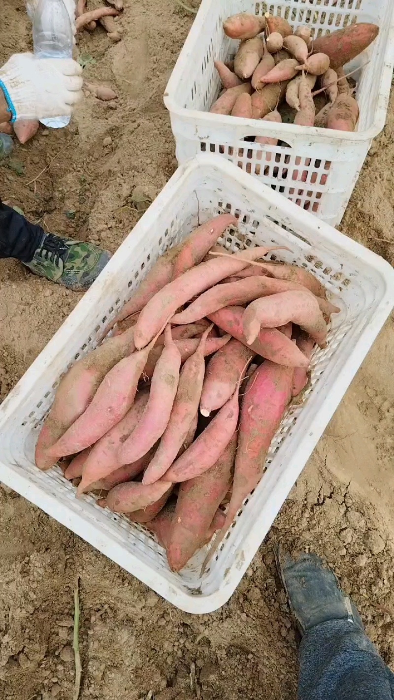 精品西瓜红蜜薯