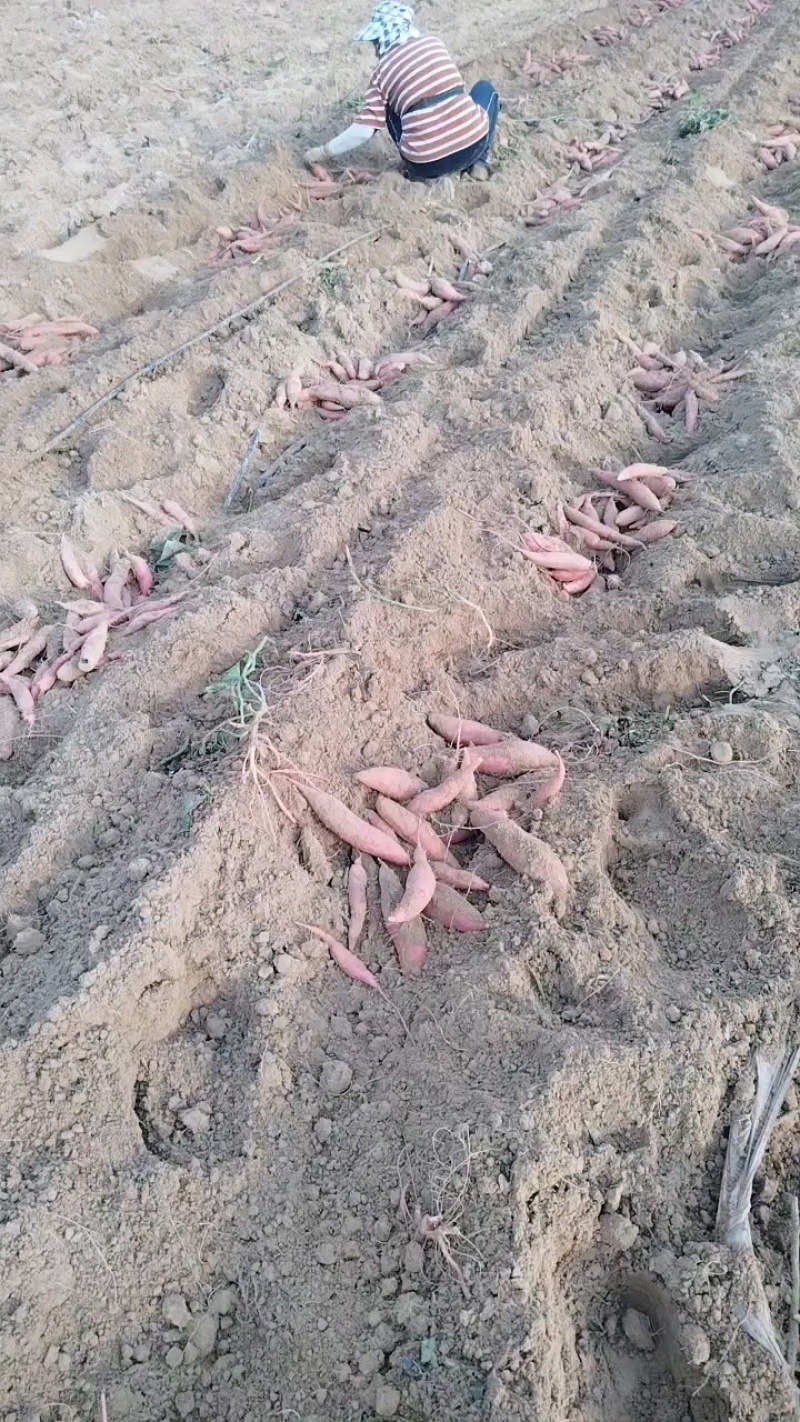 精品西瓜红蜜薯