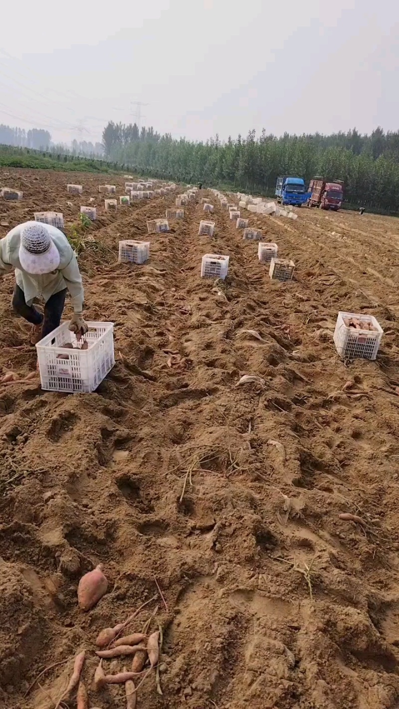 精品西瓜红蜜薯
