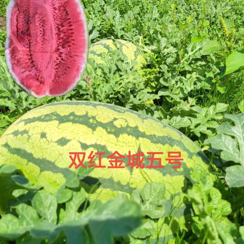 双红金城五号西瓜种子大红瓤大果型80克/罐约800粒