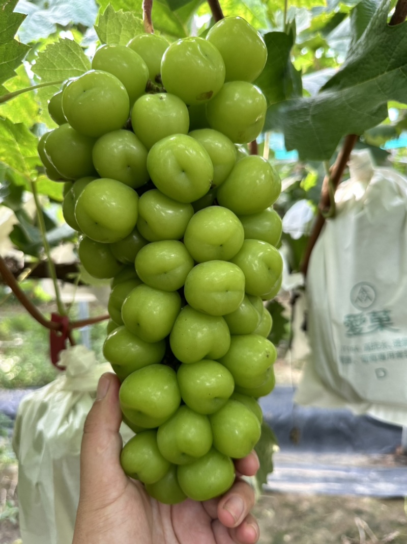 阳光玫瑰，口感好，甜，大量上市