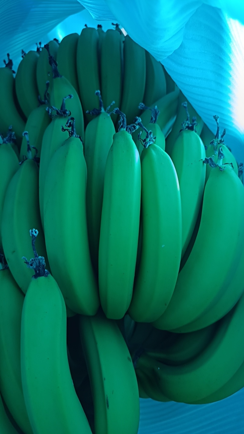 香蕉