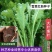 雪里红种子大叶细叶九头鸟雪里蕻阳台盆栽四季蔬菜秋季雪菜种
