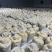 2025新选育羊肚菌栽培种产量高品质好11月播种