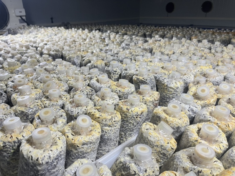2025新选育羊肚菌栽培种产量高品质好11月播种