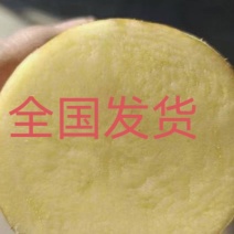 山东精品希森，菏兰，沃土，V7，大量货源