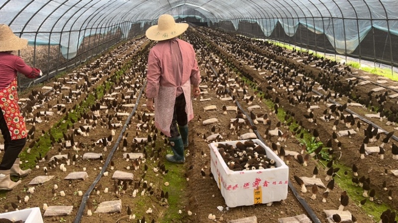 2025新选育羊肚菌栽培种产量高品质好11月播种