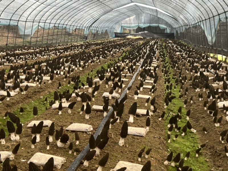 2025新选育羊肚菌栽培种产量高品质好11月播种