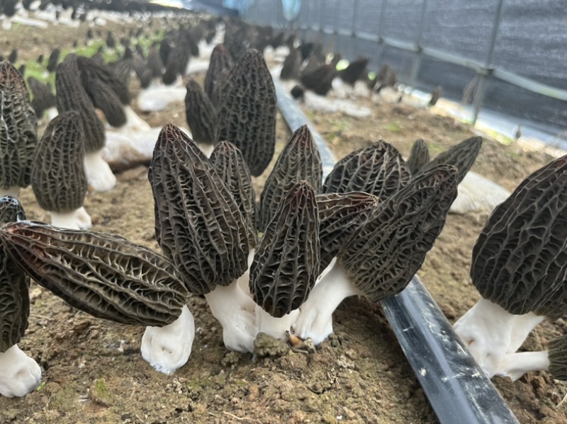 2025六妹七妹羊肚菌母种试管种一级种密度大朵型好
