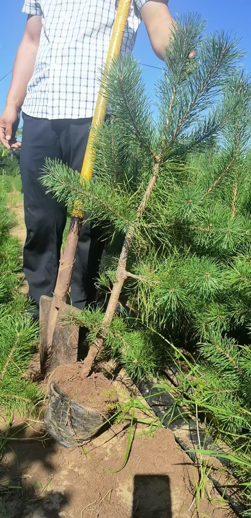 樟子松杯苗樟子松苗现货一手货源欢迎来采购