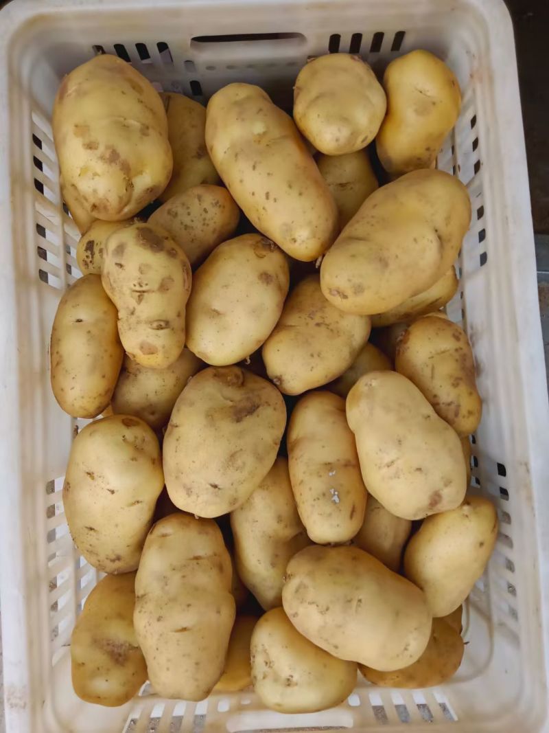 山东精品希森，菏兰，沃土，V7，大量货源