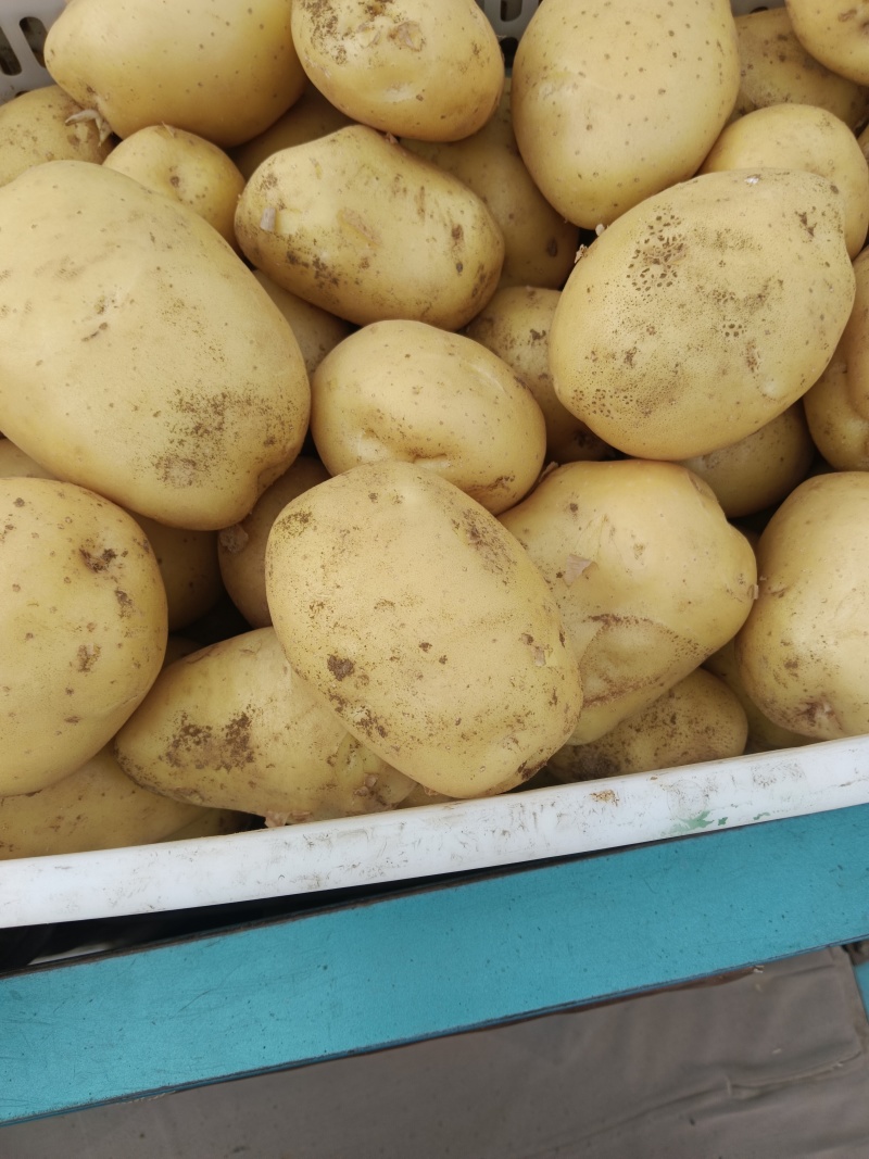 山东精品希森，菏兰，沃土，V7，大量货源