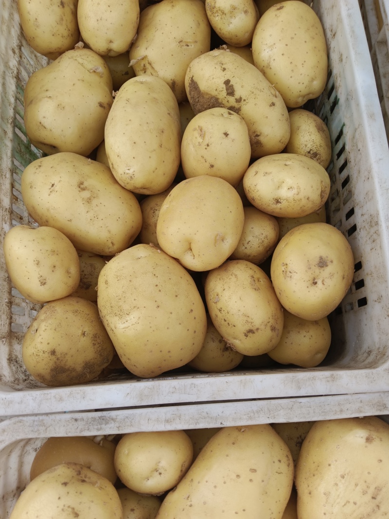 山东精品希森，菏兰，沃土，V7，大量货源