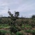 荒山出租