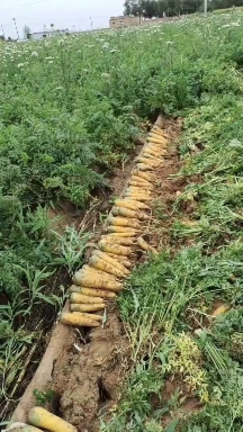陕西黄萝卜大量上市