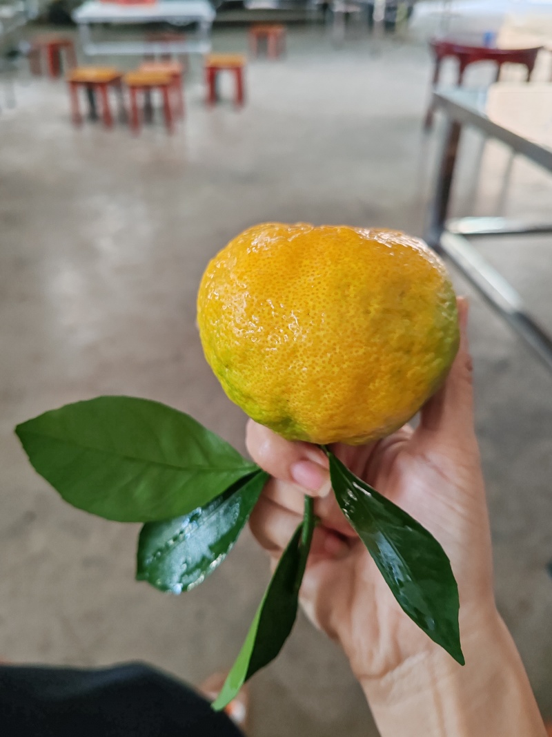 云南丑橘假丑耙耙柑不知火丑八怪对接批发商电商