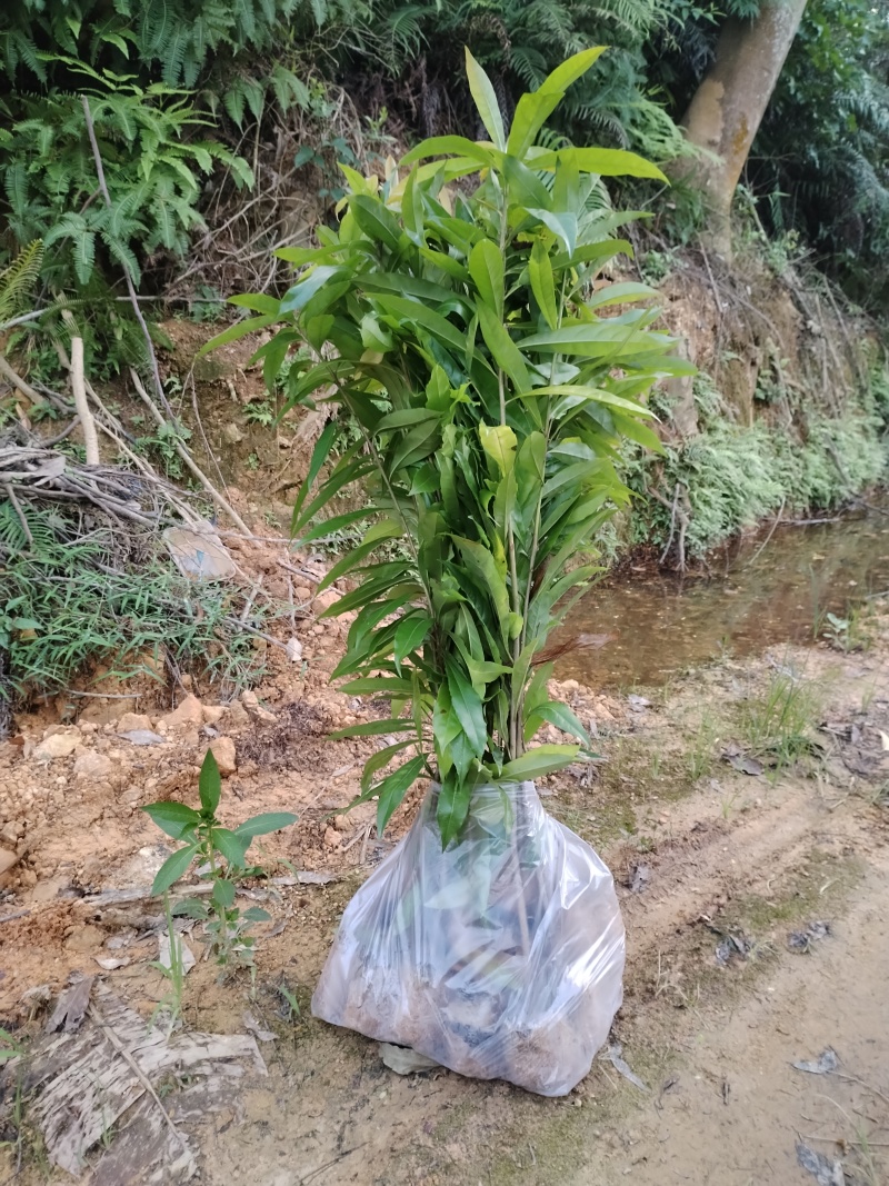 广东苗木荷木苗苗圃直发货源充足价格优惠欢迎致电