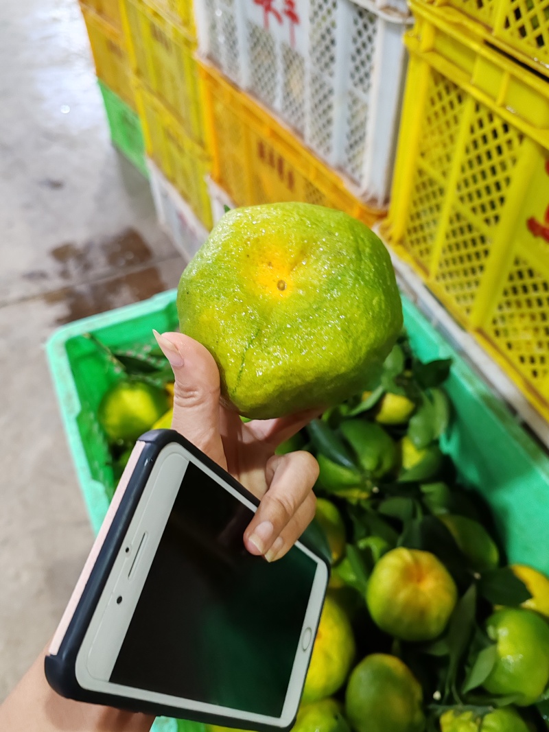 云南丑橘假丑耙耙柑不知火丑八怪对接批发商电商