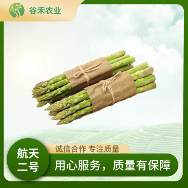 航天2号杂交一代芦笋种子粗壮高产抗病性强