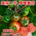 水果番草莓口感番茄种子草莓柿子种铁皮西红柿苗草莓柿子