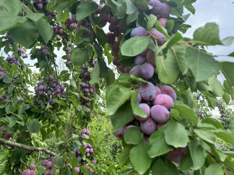女神果（西梅）——丰富的花青素，开胃消食[强]只发7