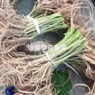 桑树苗