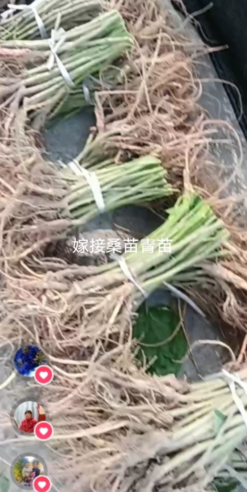 桑树苗