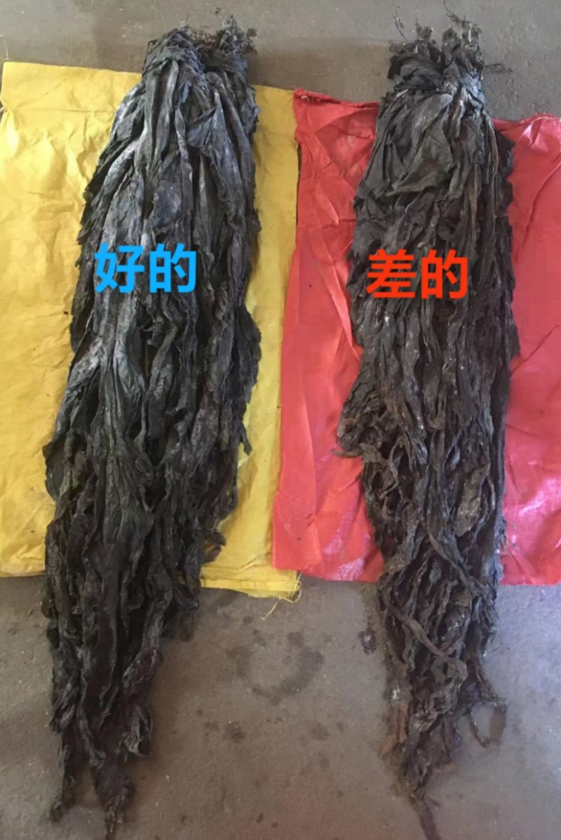 半挂日晒干海带，长2米左右宽40-50厘米【少沙少黄叶少泥巴
